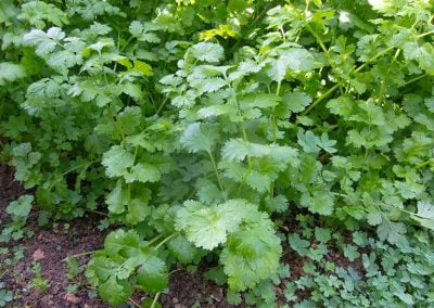 Κόλιανδρος