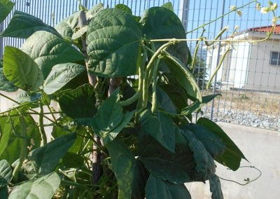 Φασολάκι φρέσκο