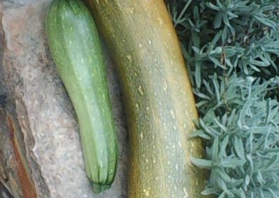 Κολοκυθάκι