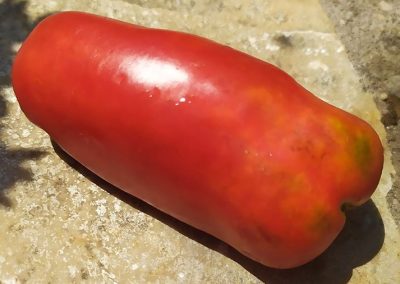 Ντομάτα Άνδεων