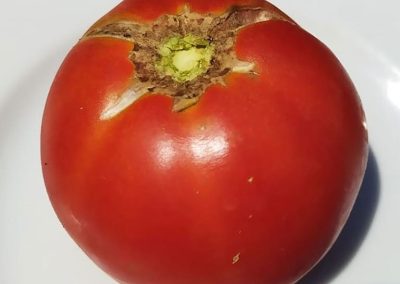 Ντομάτα Λαμίας