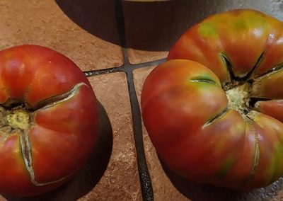 Ντομάτα Ουζμπεκιστάν