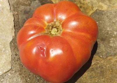 Ντομάτα Χαλκιδικής