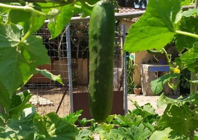 Αγγουράκι Κνωσσού