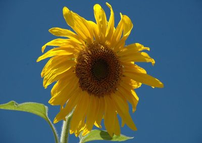 Ηλίανθος (Ηλιοτρόπιο)