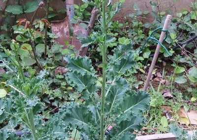 Λαχανίδα Σγουρή