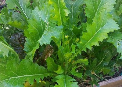 Λαχανίδα Σιβηρίας