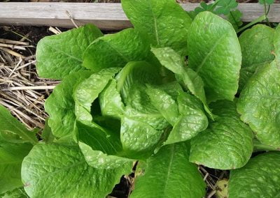 Μαρούλι του Κηπουρού