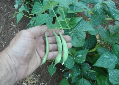 Φασόλια Ψαχνών