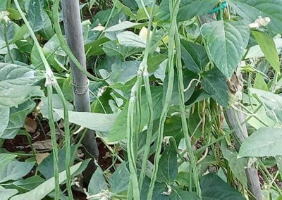 Φασόλια Ζαργάνα ή αμπελοφάσουλα ή γυφτοφάσουλα