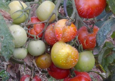 Ντομάτα Γλάστρας