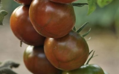 Το ελεύθερο ταξίδι του σπόρου και οι τοπικές ποικιλίες – Η ντομάτα