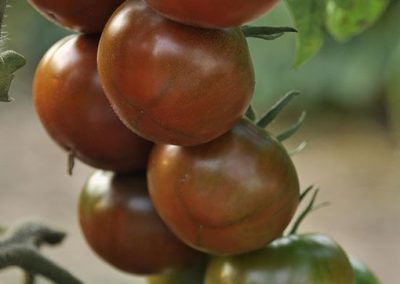 Ντοματάκι Μαύρο