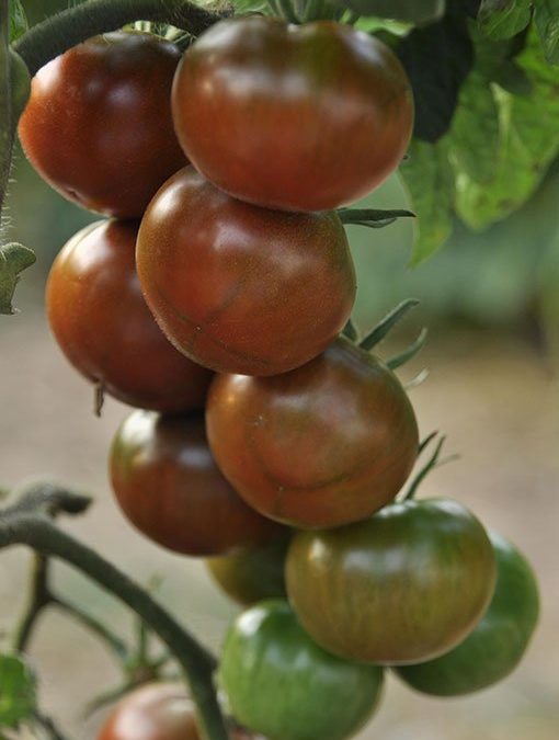 Το ελεύθερο ταξίδι του σπόρου και οι τοπικές ποικιλίες – Η ντομάτα