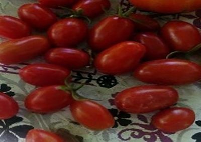 Ντοματίνια τύπου βελανίδι