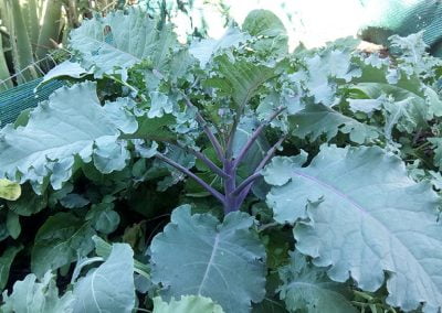 Λαχανίδα Μωβ- Russian Kale