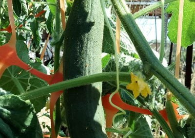 Αγγουράκι Ικαρίας