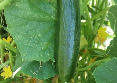 Αγγουράκι Κύπρου