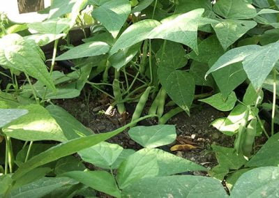 Φασολάκια μαύρα καθιστά Λευκάδας