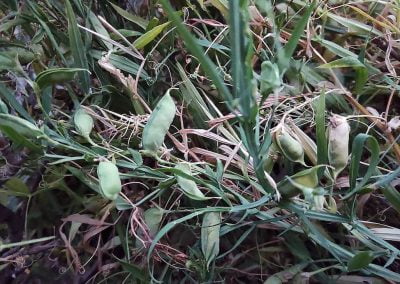 Φάβα Αίγινας