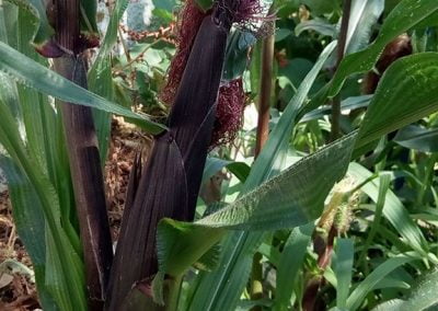 Καλαμπόκι γλυκό μωβ Γαλλίας