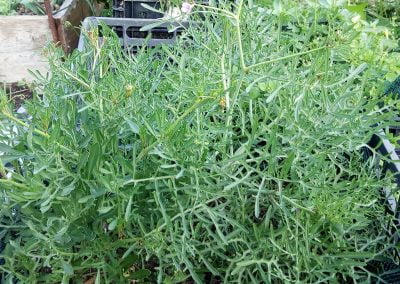 Καρδαμίδα Αίγινας