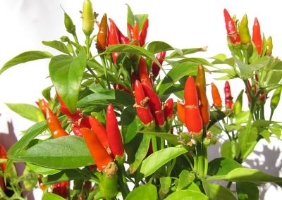 Πιπεριά Καυτερή Τρικάλων