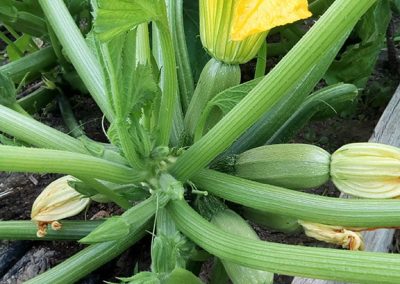 Κολοκυθάκι Αίγινας