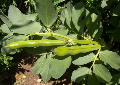 Κουκιά Αίγινας