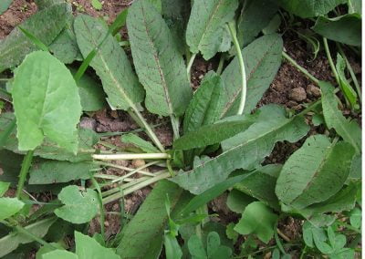 Λάπατο Αγίου Όρους