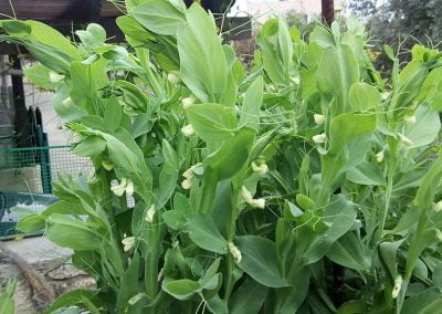 Λουβάνα (ένα είδος λαθουριού)