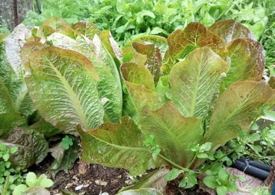 Μαρούλι Αγίου Ορους