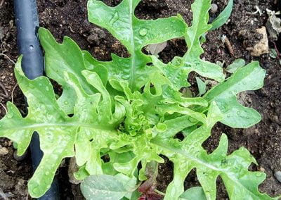 Μαρούλι βελανιδόφυλλο