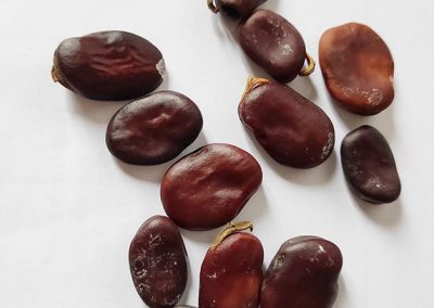 Μαυροκούκι Αίγινας