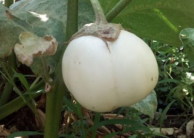 Μελιτζάνα άσπρη (Σαντορίνης)