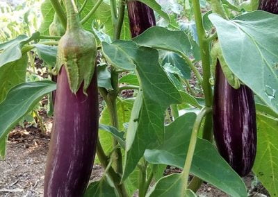 Μελιτζάνα τσακώνικη