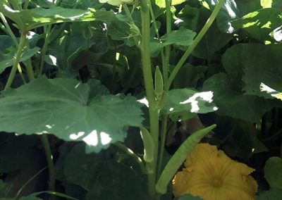 Μπάμια Τροιζηνίας