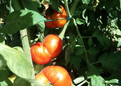 Ντομάτα Μαρμάντα