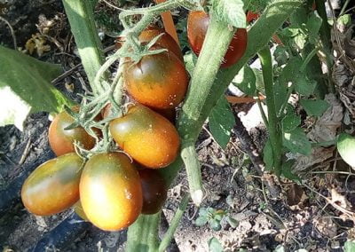 Ντοματάκι Καφέ ή Μαύρο Δάκρυ