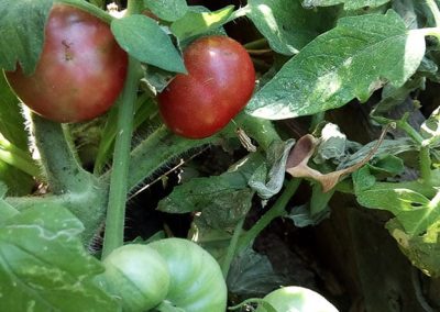 Ντοματάκι Θάσου Μαύρο