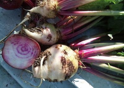 Παντζάρι ριγέ Γαλλίας