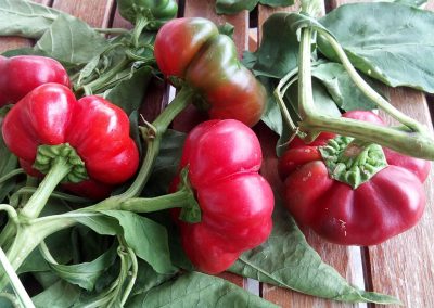 Πιπεριά-ντοματοπιπεριά Καβάλας