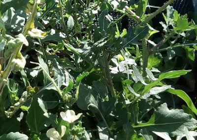 Ρόκα Αίγινας