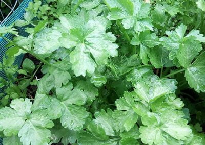 Σέλινο Τρικάλων