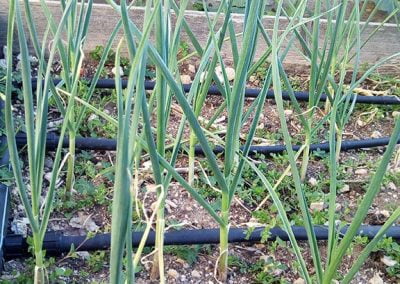 Σκόρδο Αίγινας