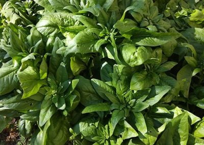 Σπανάκι Ξάνθης