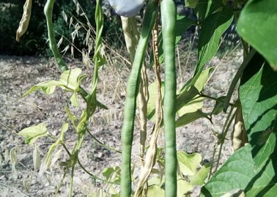 Αμπελοφάσουλα Κρήτης