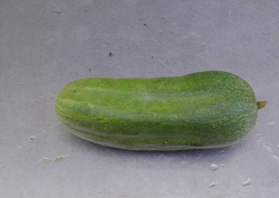 Αγγούρι για τουρσί