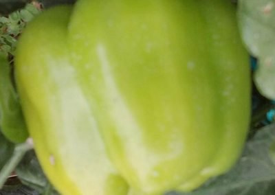 Πιπεριά για γεμιστά