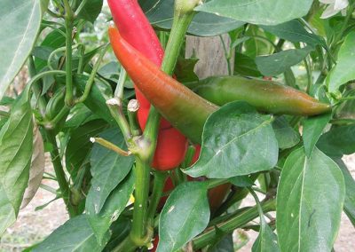 Πιπεριά κατσίκα/κέρατο